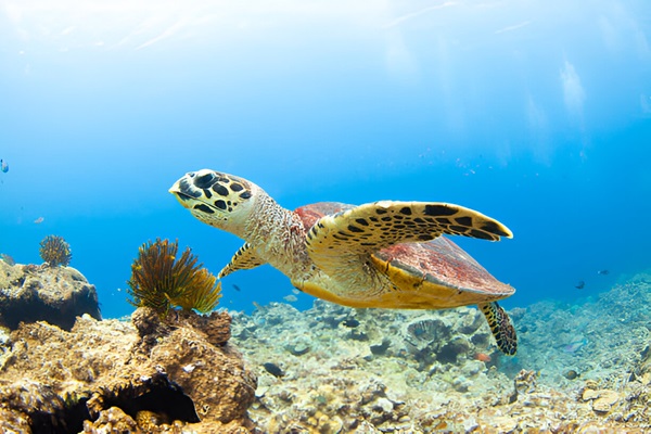 Snorkelling Spots